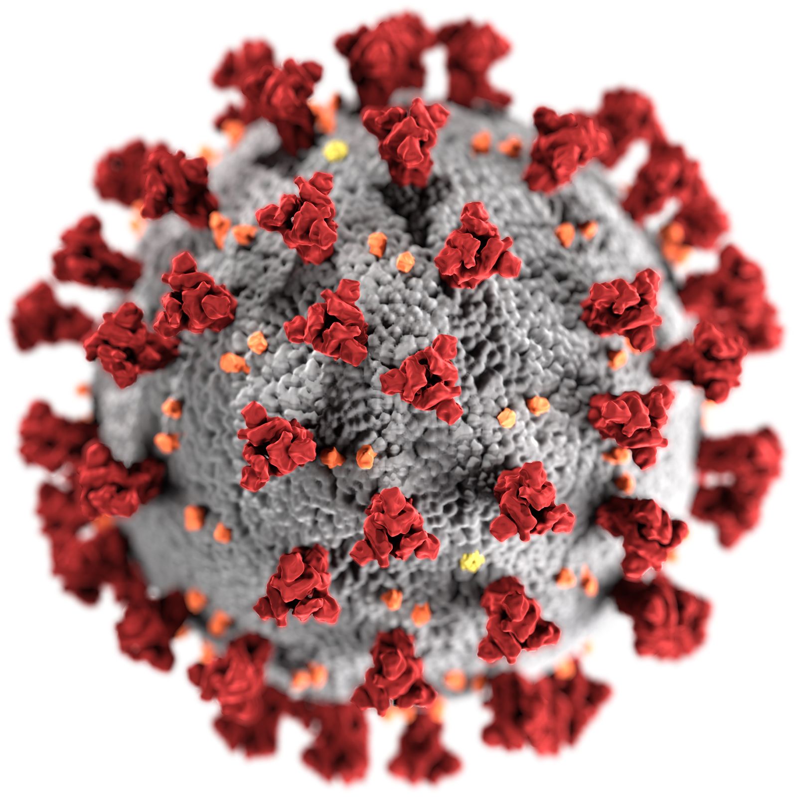 CDC illustration of the SARS-CoV-2 coronavirus particle