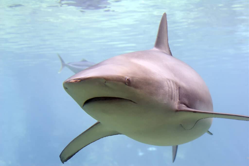 A bronze whaler shark; fisheries scientists warn prolonged confinement in Busan's shallow canal risks Bukangi's health