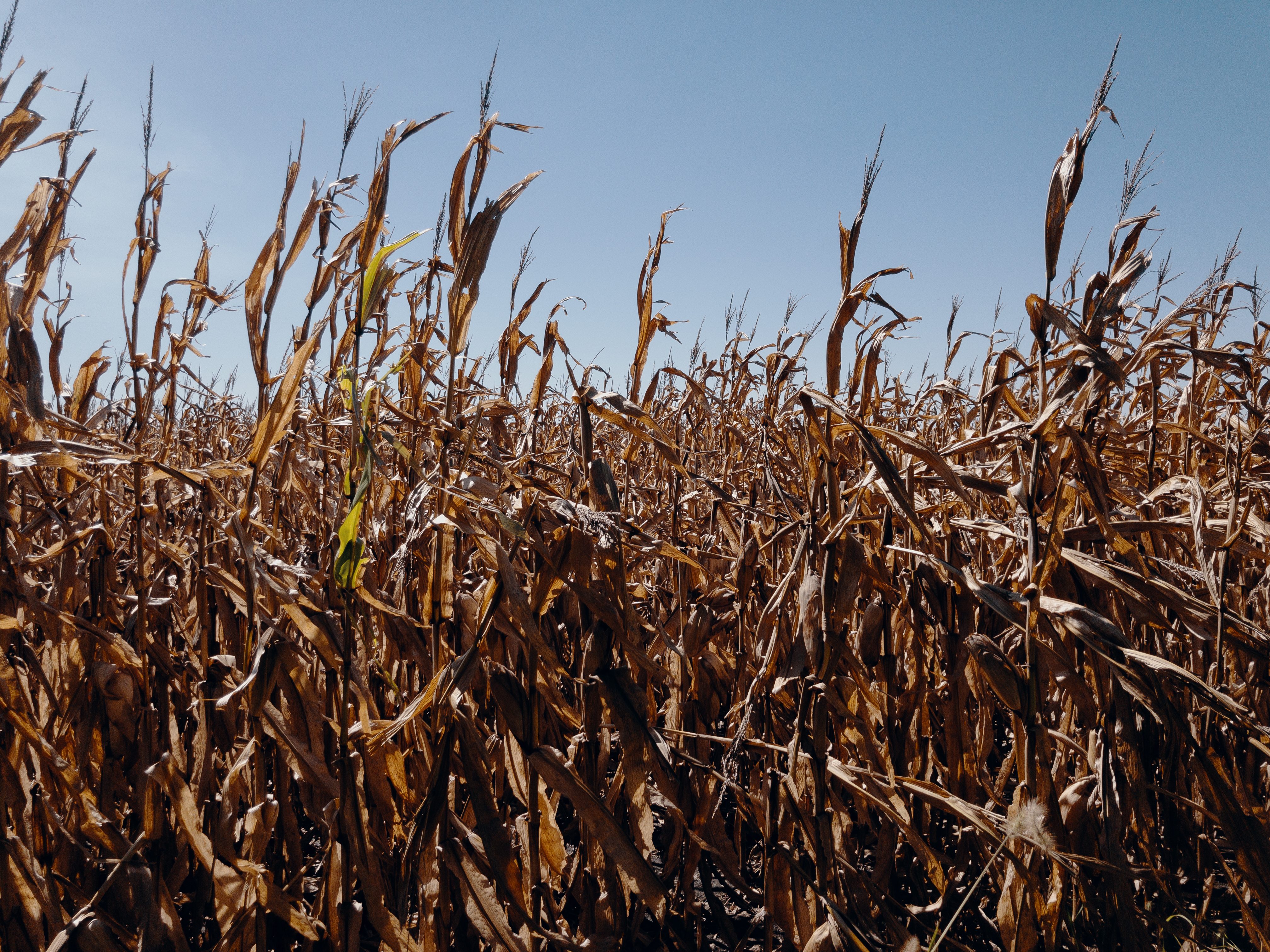 Trump Iowa rally Sioux City midterms — autumn corn fields in rural Iowa, file photo