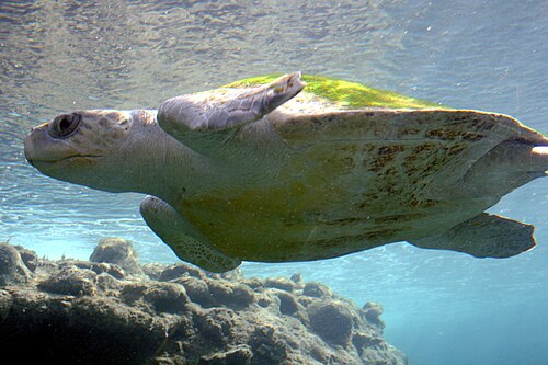Olive ridley sea turtle, the tropical species documented nesting in California for the first time