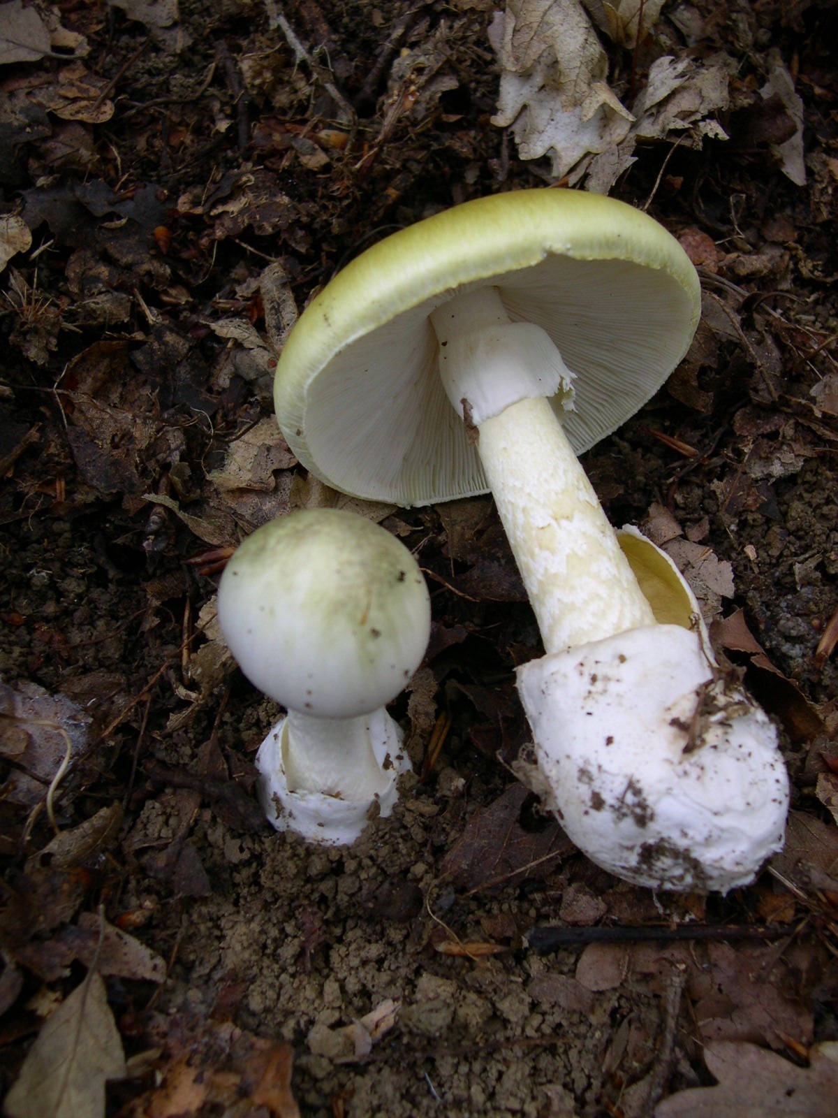 Death cap mushrooms, Amanita phalloides, the poison used in the Erin Patterson mushroom murders