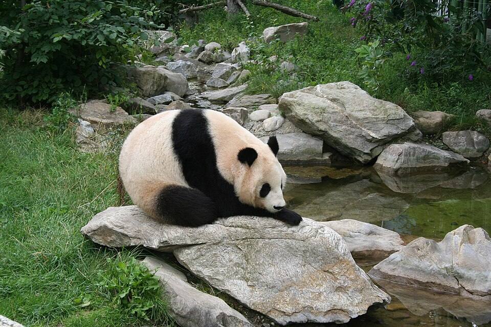 Giant panda at the Vienna Zoo — Zoo Atlanta will soon welcome two new giant pandas, Ping Ping and Fuhuan, from China