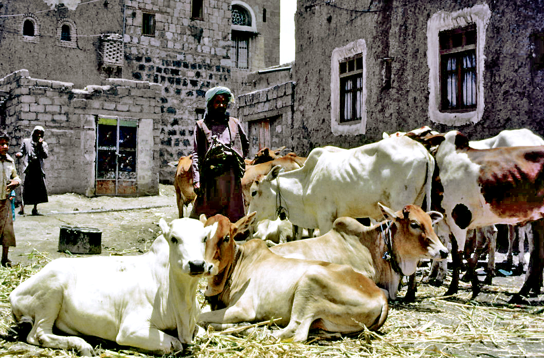 Cattle and villagers in a Dhamar province village in Yemen, archive photo from 1987