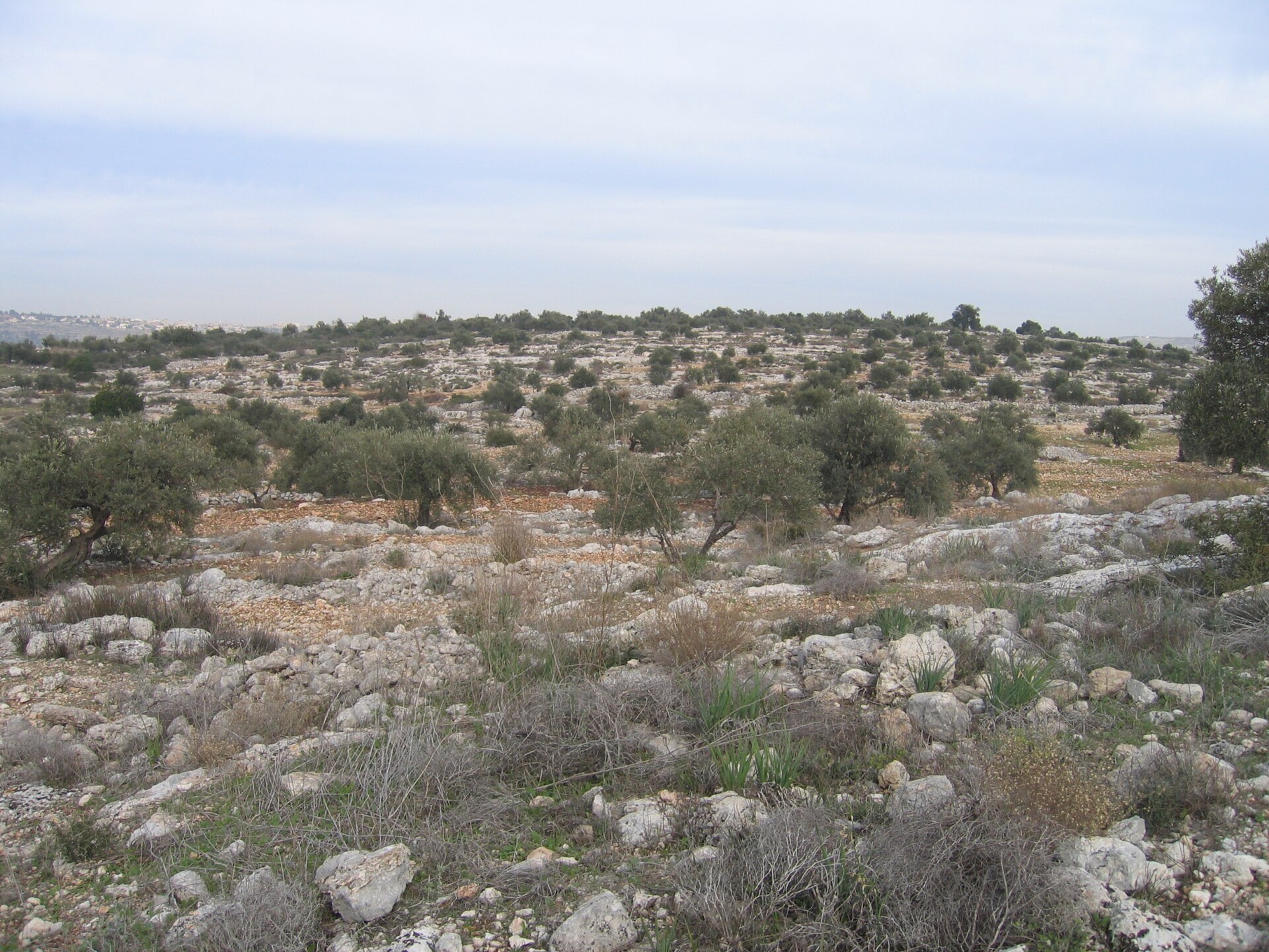 A rocky olive grove at Kufr Jammal in Palestine — file photo for the Washington Post photographer attacked West Bank story