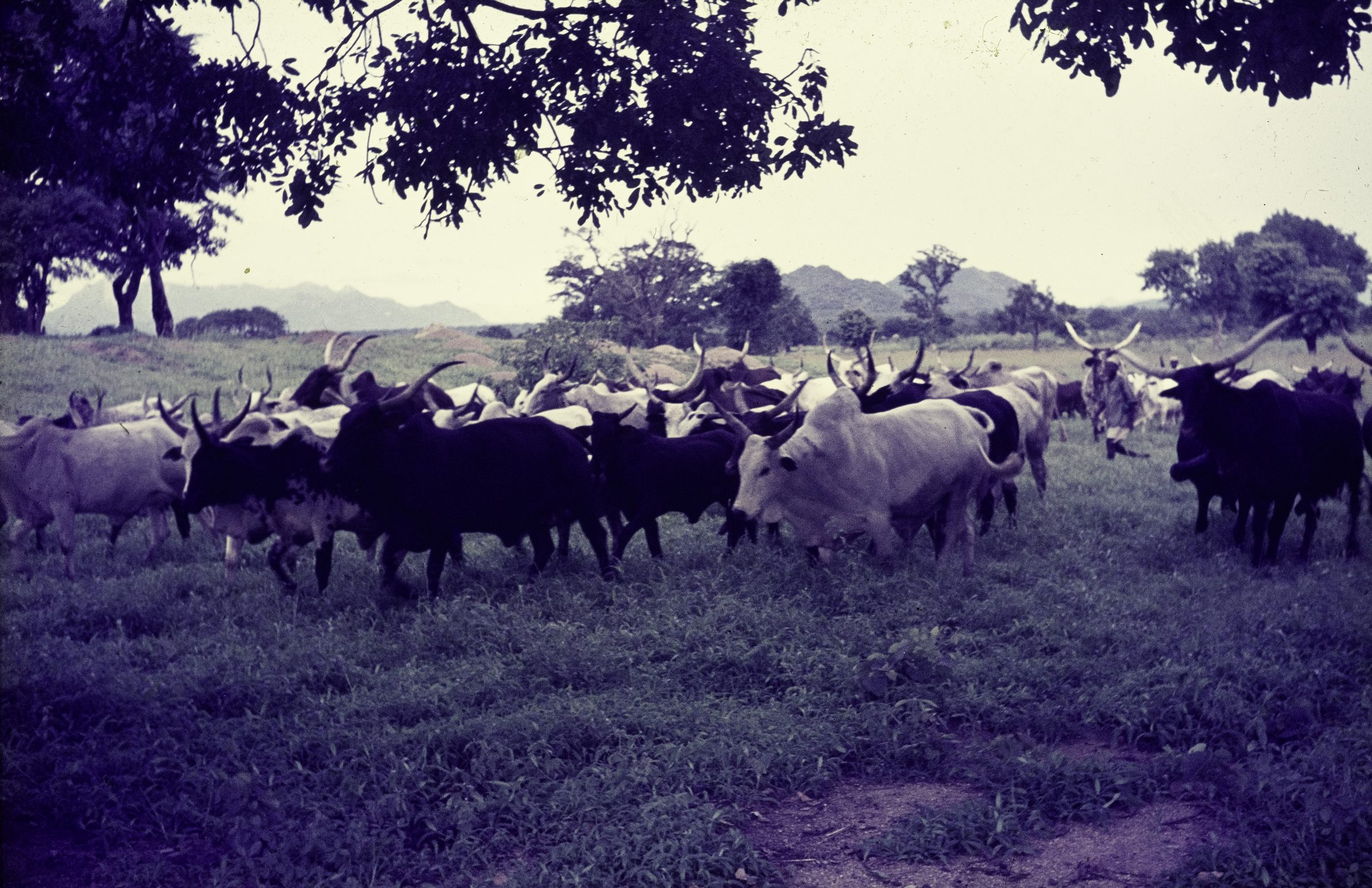 What is Shamonda virus — zebu cattle on the move in Bauchi province, Nigeria, the country where the virus was first isolated from cattle blood in 1965