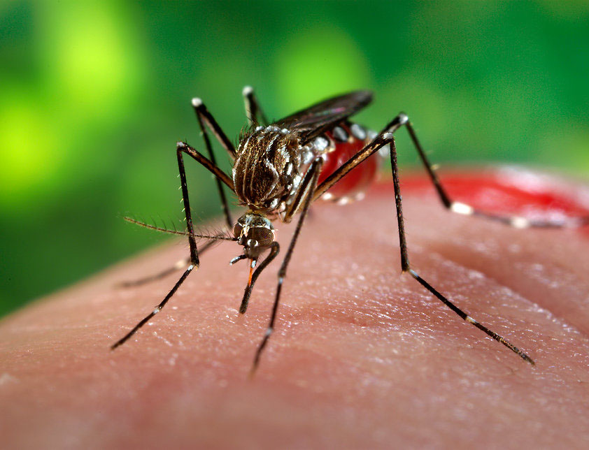 Aedes aegypti mosquito, the dengue vector, in close-up — Bangladesh dengue death toll coverage