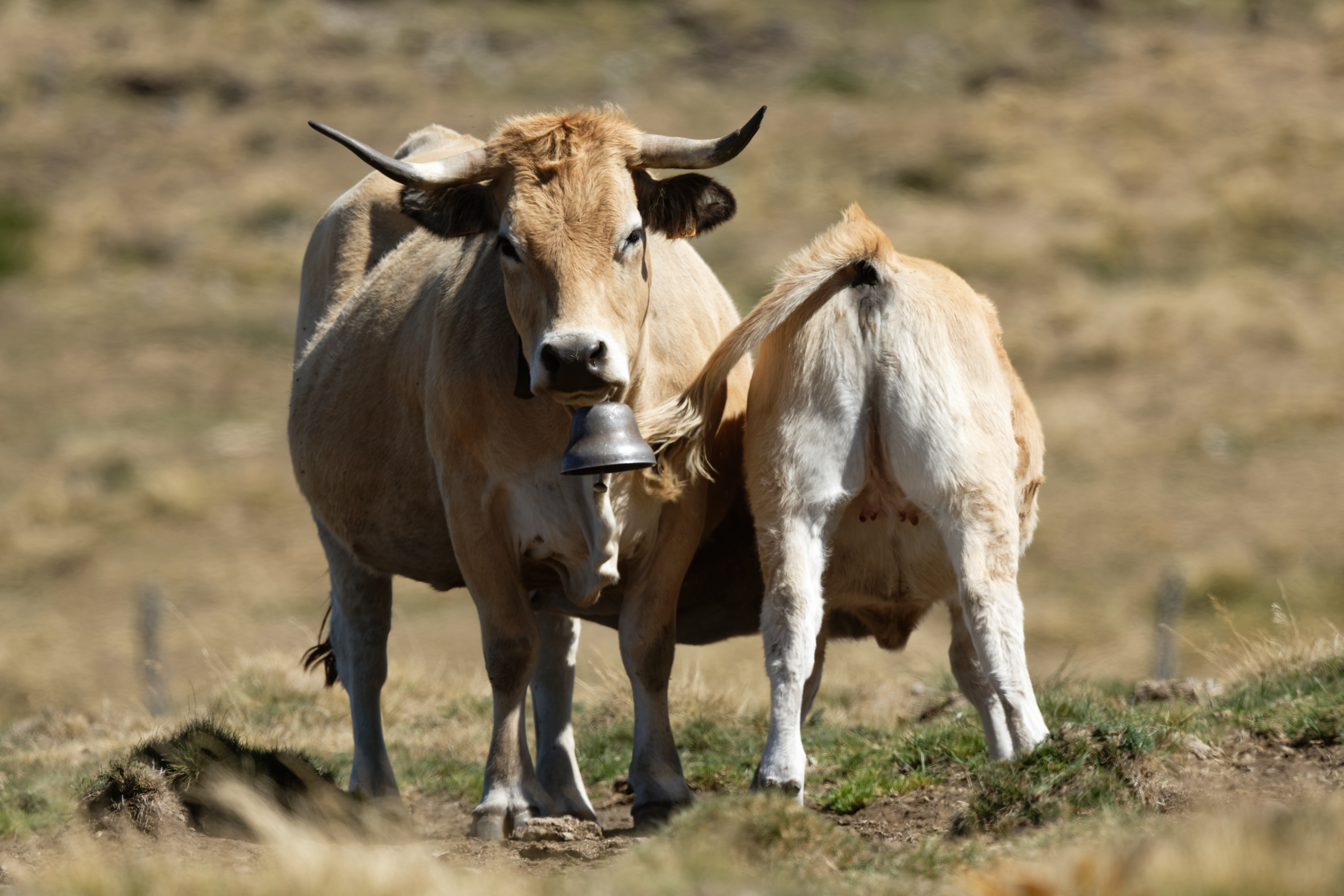 Aubrac cattle grazing in the mountains of France — Shamonda circulated in French herds through the summer of 2026 before the first human case was confirmed near Lyon