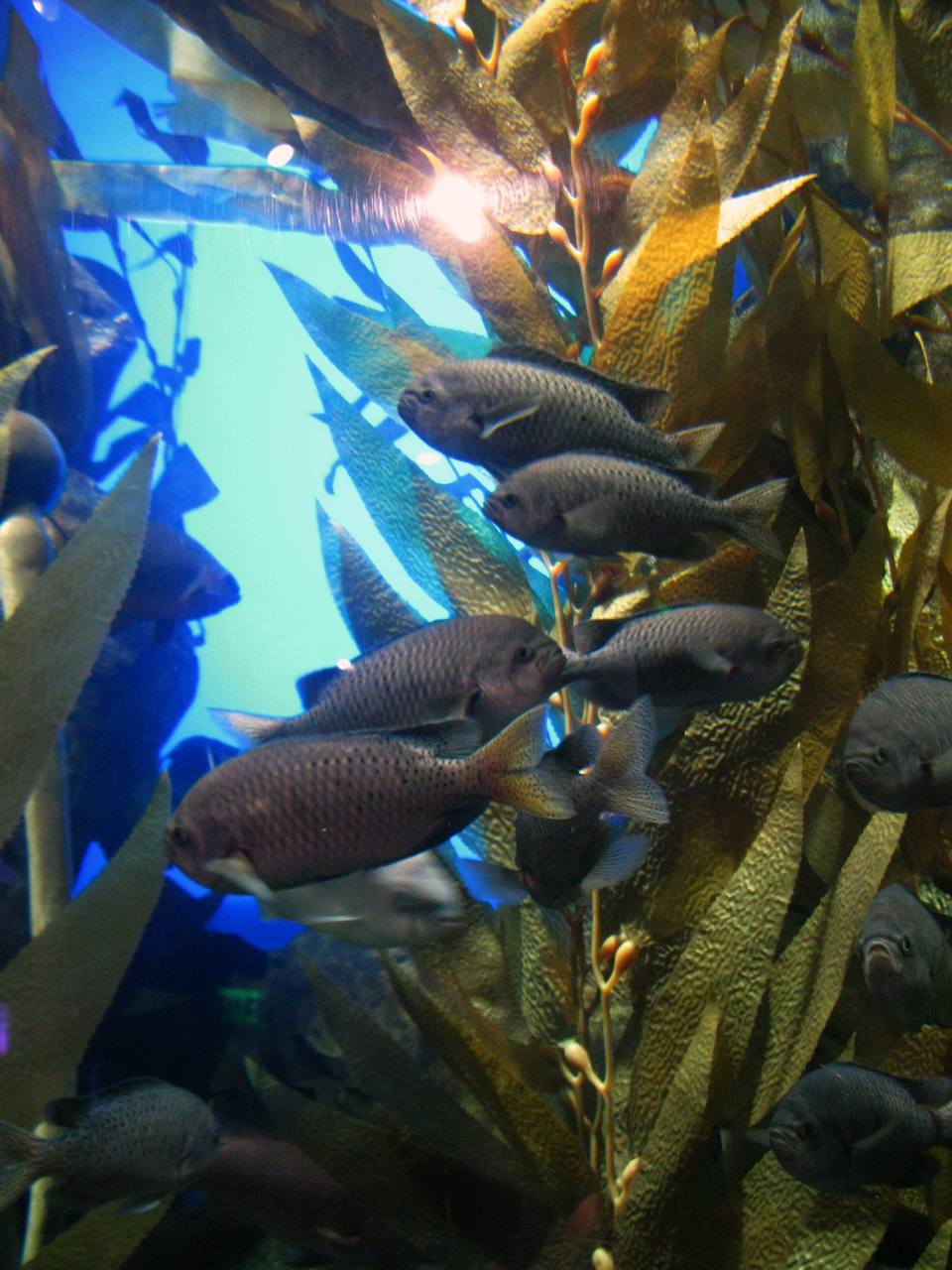An underwater kelp forest. Along parts of Spain's Asturias coast, an estimated 95 percent of large brown kelp stands have disappeared since monitoring began in 2010 as marine heatwaves intensify
