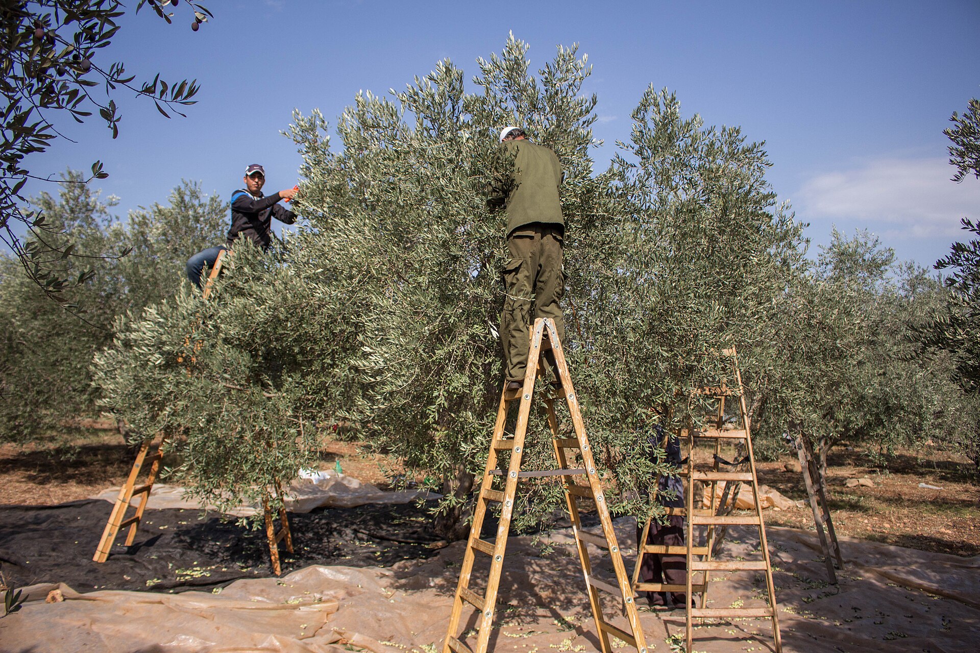 Palestinian farmers harvesting olives from ladders in the Jenin area of the West Bank in November 2015 — West Bank olive harvest file photo