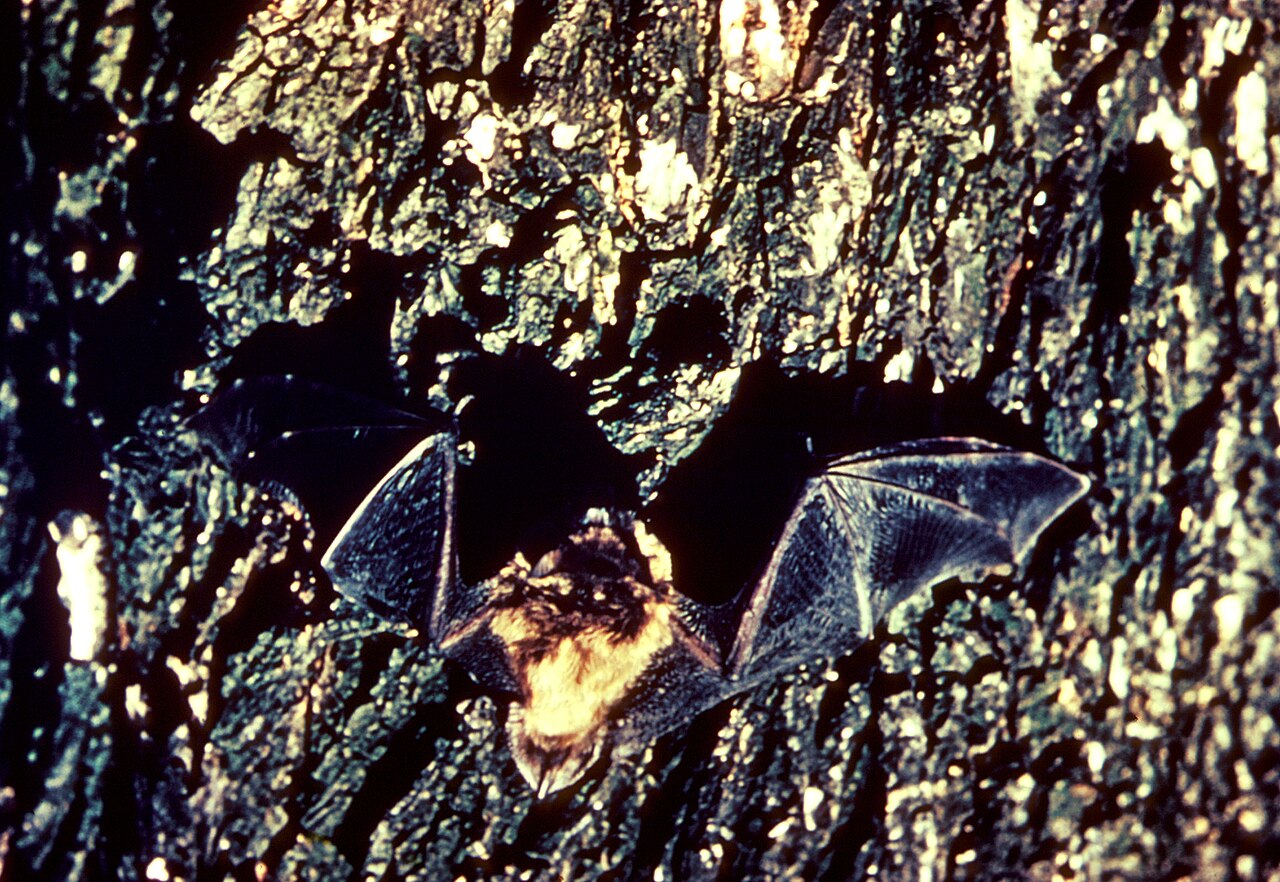 Rabid bats Los Angeles County — a little brown bat on tree bark in a US Fish and Wildlife Service file photo, as the county records a record 77 rabid bats this year