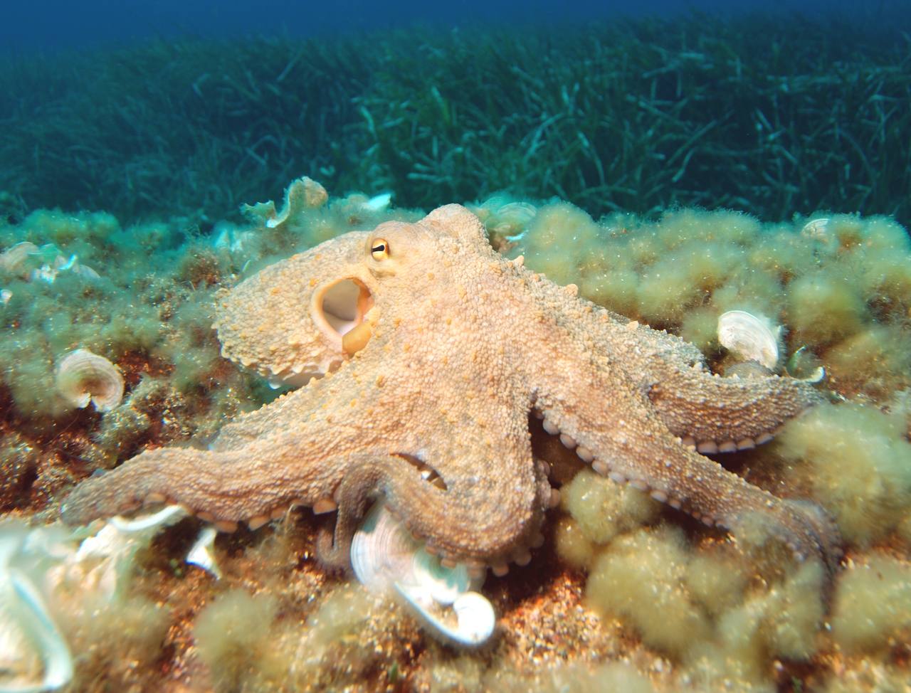 A common octopus (Octopus vulgaris). UK landings of common octopus have surged past 3,000 tons in 2026, up from under 30 tons a year before 2025, during Europe's record marine heatwave
