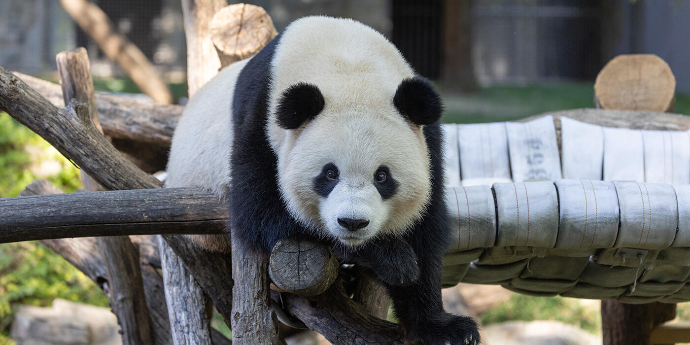 Giant panda Bao Li at the Smithsonian National Zoo as China announces a gift of two pandas to the United States