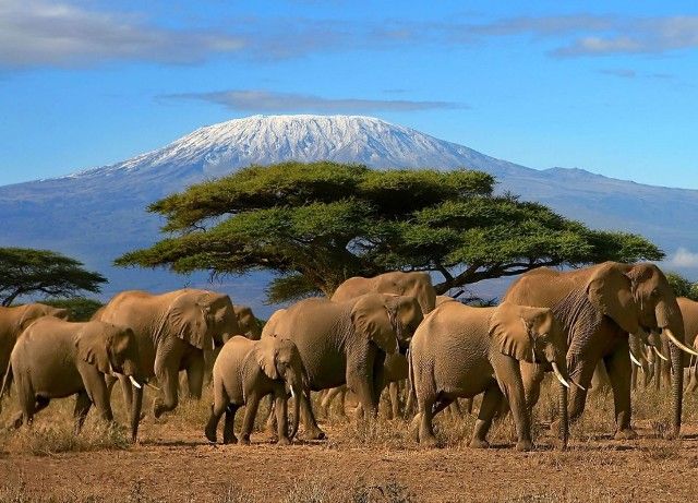 Elephants walking with snow-capped Mount Kilimanjaro in the distance