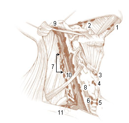 Diagram of the human lymphatic system showing lymph node chains in the neck armpit and groin where plague buboes form