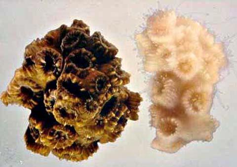 Healthy coral beside bleached coral — the contrast behind the IUCN coral reef collapse assessment