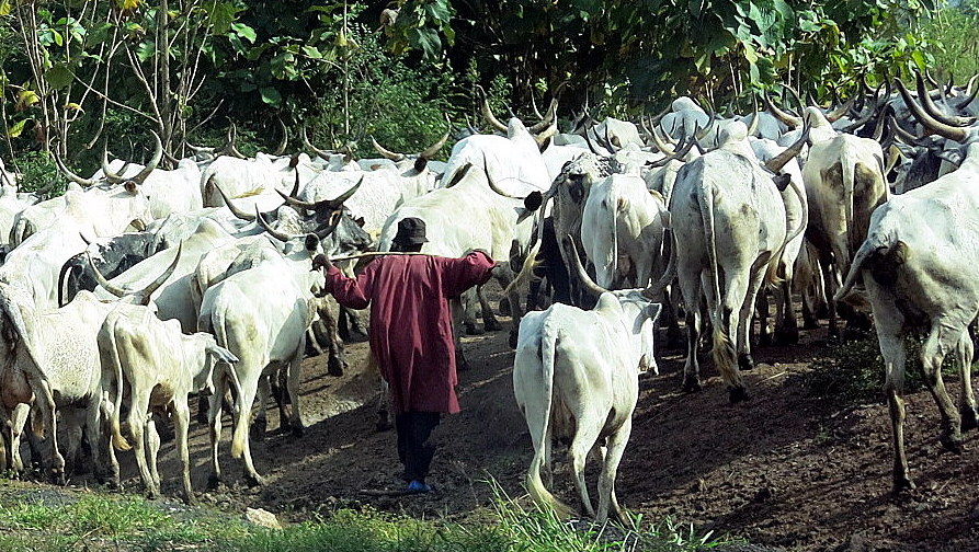 A Fulani herdsman with his cattle in West Africa — herders have lived alongside Shamonda virus for decades without a single documented human case before 2026