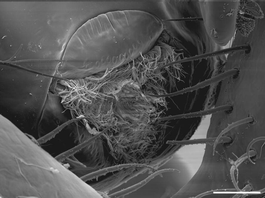 Close-up of a sea spider’s mouthparts from the newly described Salish Sea research, not a full specimen