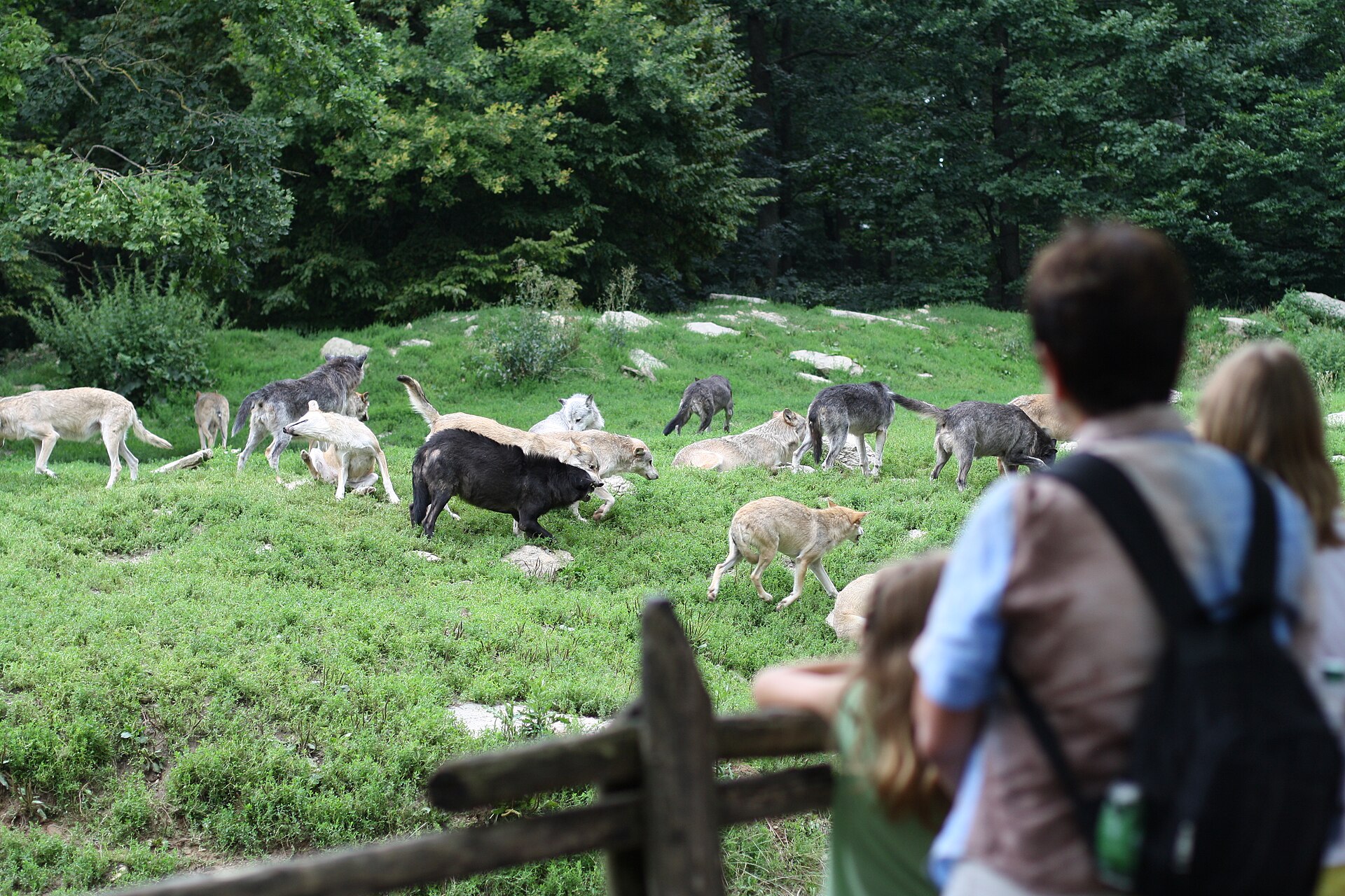 A grey wolf in an enclosure in a file photo; Johannismühle keeps both Arctic and grey wolves