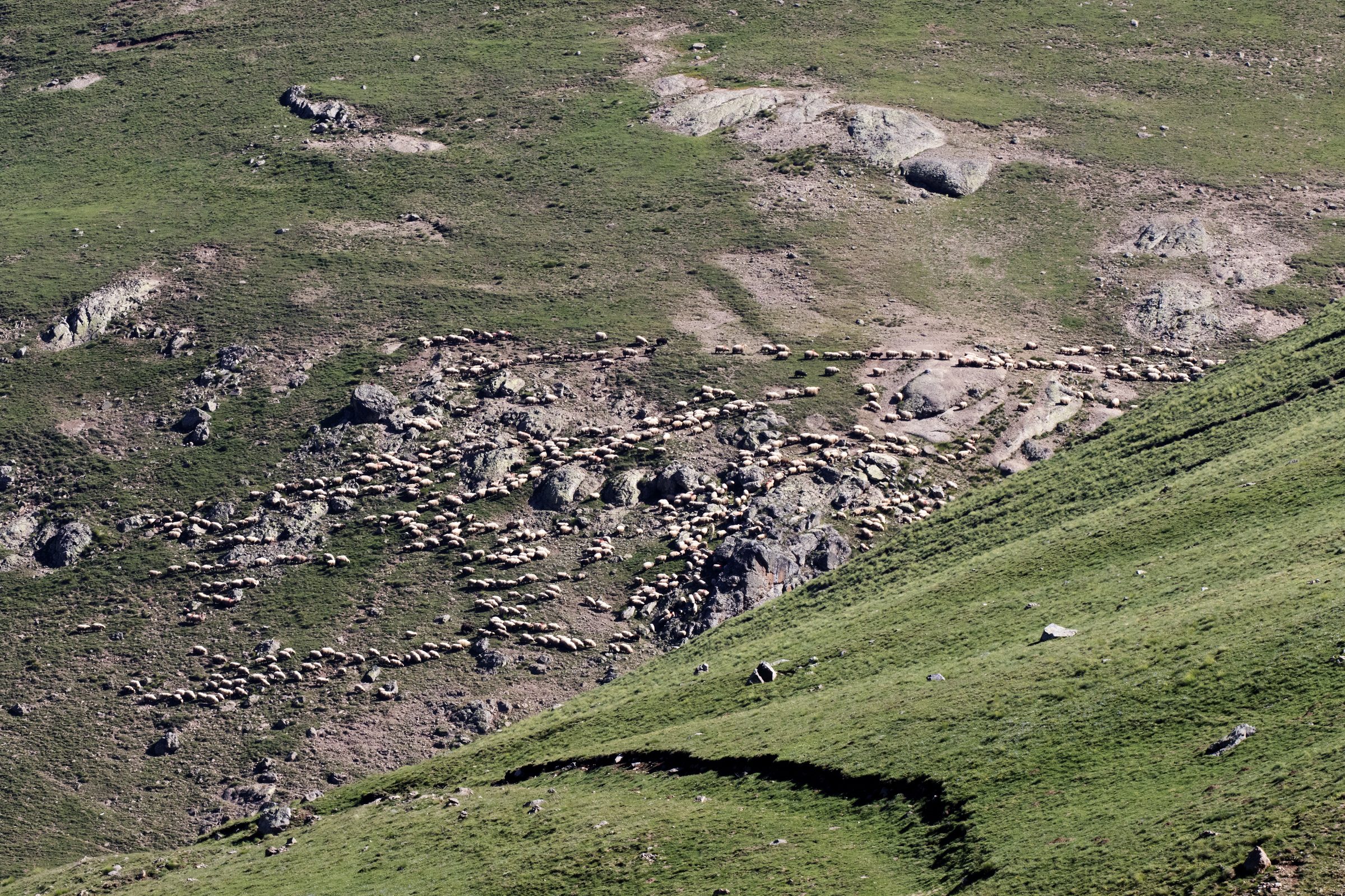 A flock of sheep on mountain pasture — sheep are bluetongue's most vulnerable host and Schmallenberg's most visibly damaged one, bearing malformed lambs after infection in pregnancy