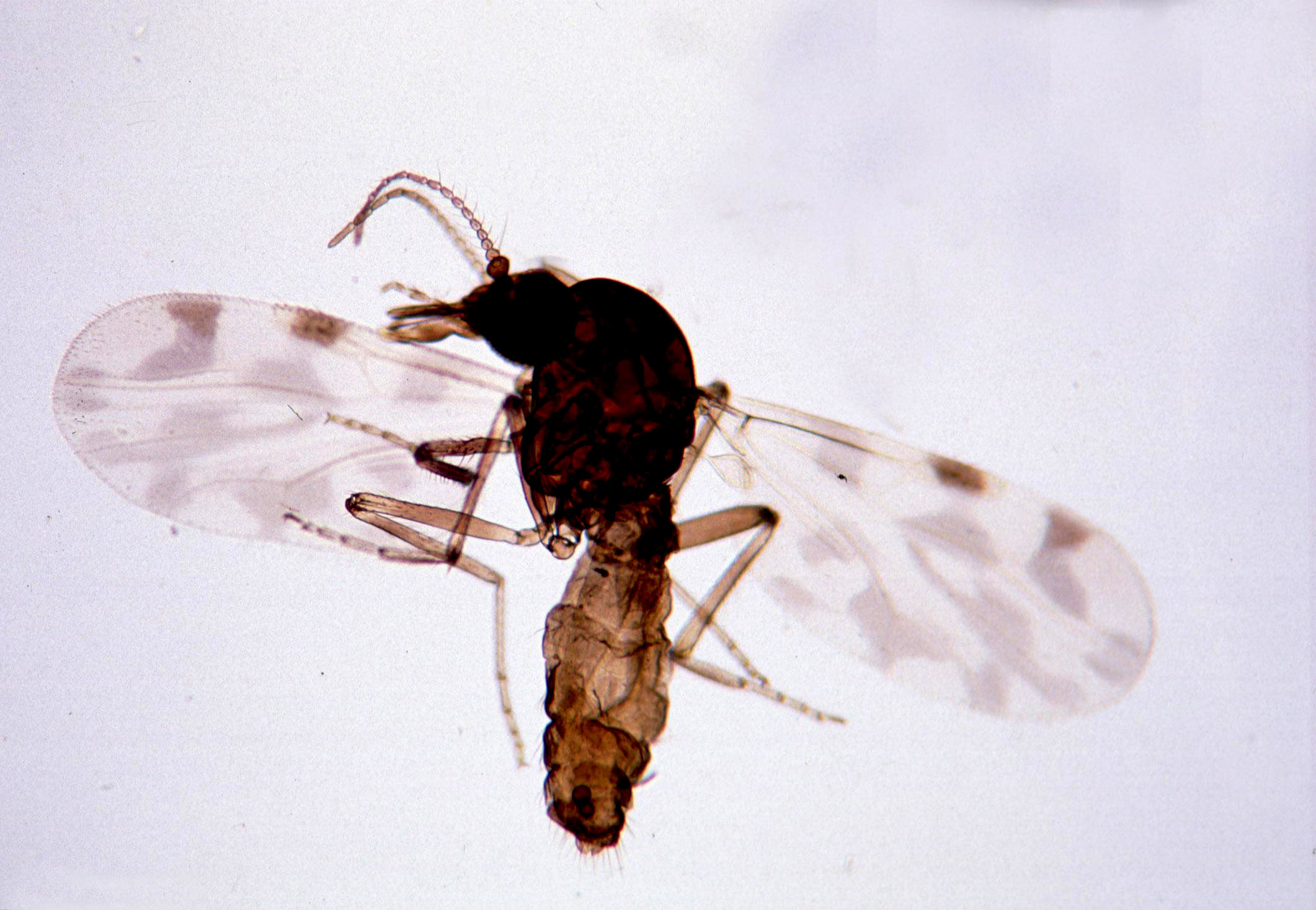 Culicoides imicola, a biting midge species that transmits Shamonda virus and other livestock viruses in Africa