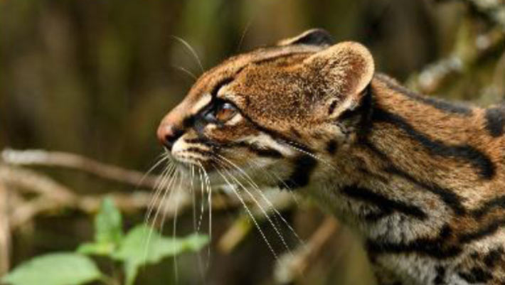 A small spotted tiger cat related to the newly described wildcat