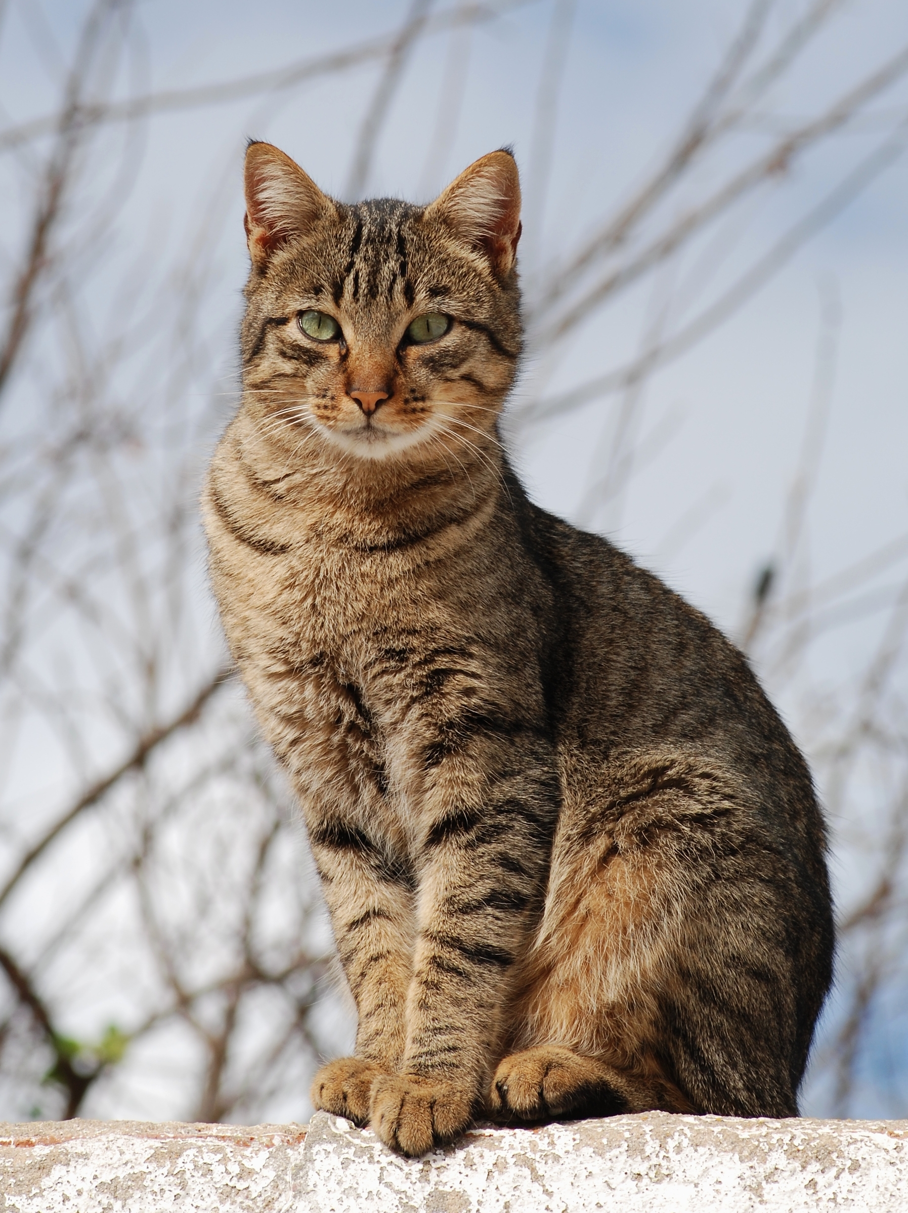Young tabby cat looking directly at the camera