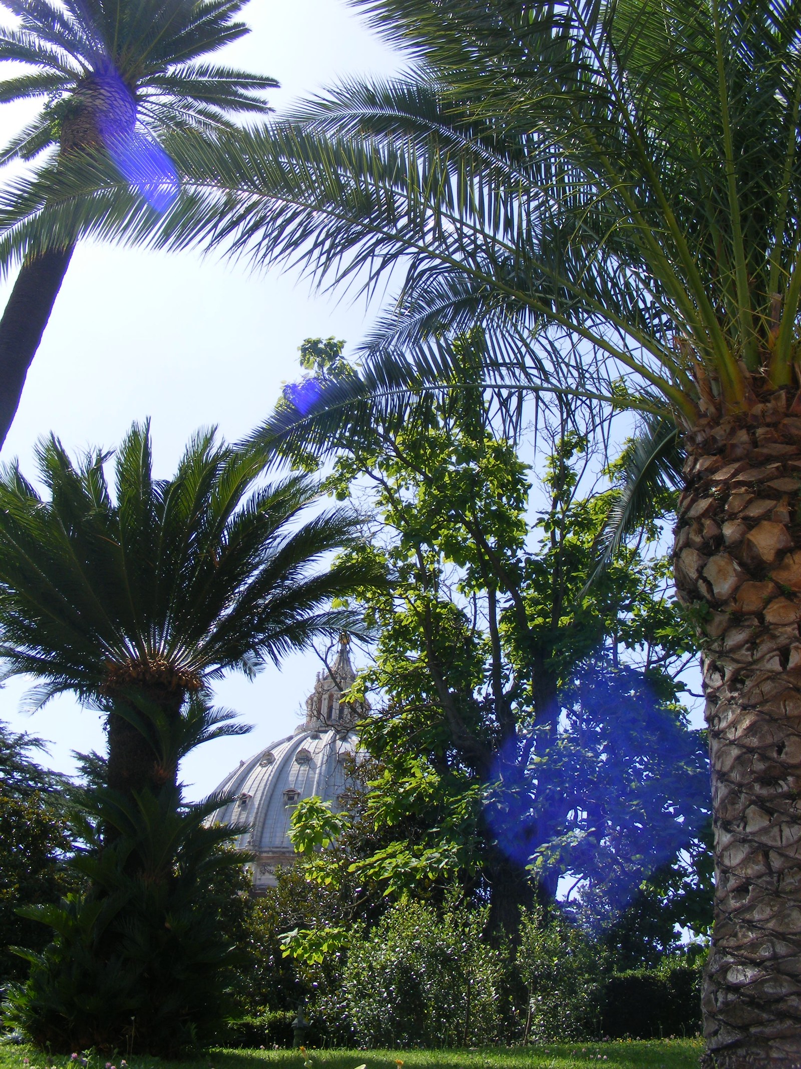 The dome of St Peter’s Basilica seen through palm trees in the Vatican Gardens in Rome