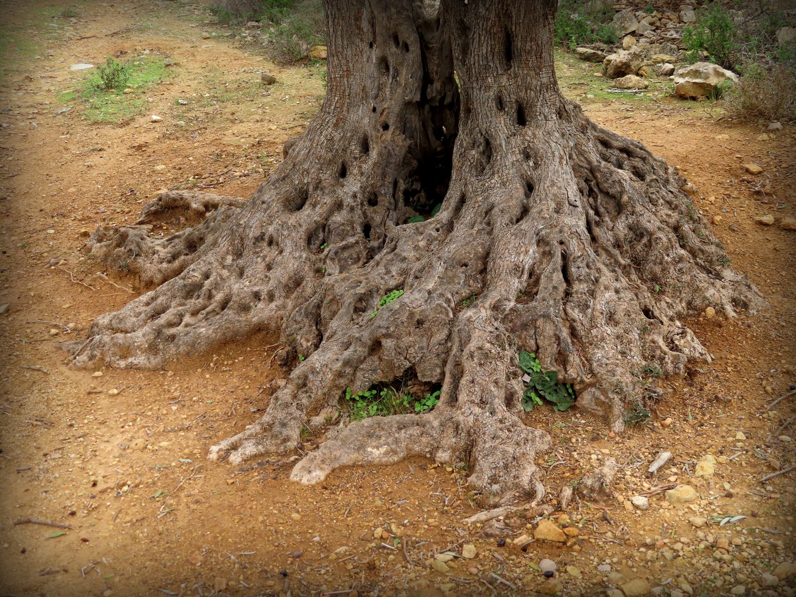 The roots of an ancient olive tree west of Ramallah in the West Bank, symbol of the olive harvest economy at stake in settler violence