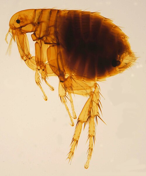 Oriental rat flea Xenopsylla cheopis, the main vector spreading plague