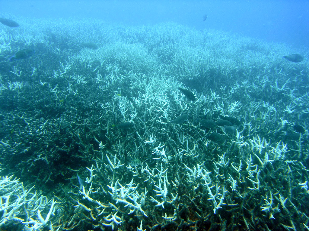 Bleached coral — coral reefs at risk of collapse by 2075 after heat stress expels their algae