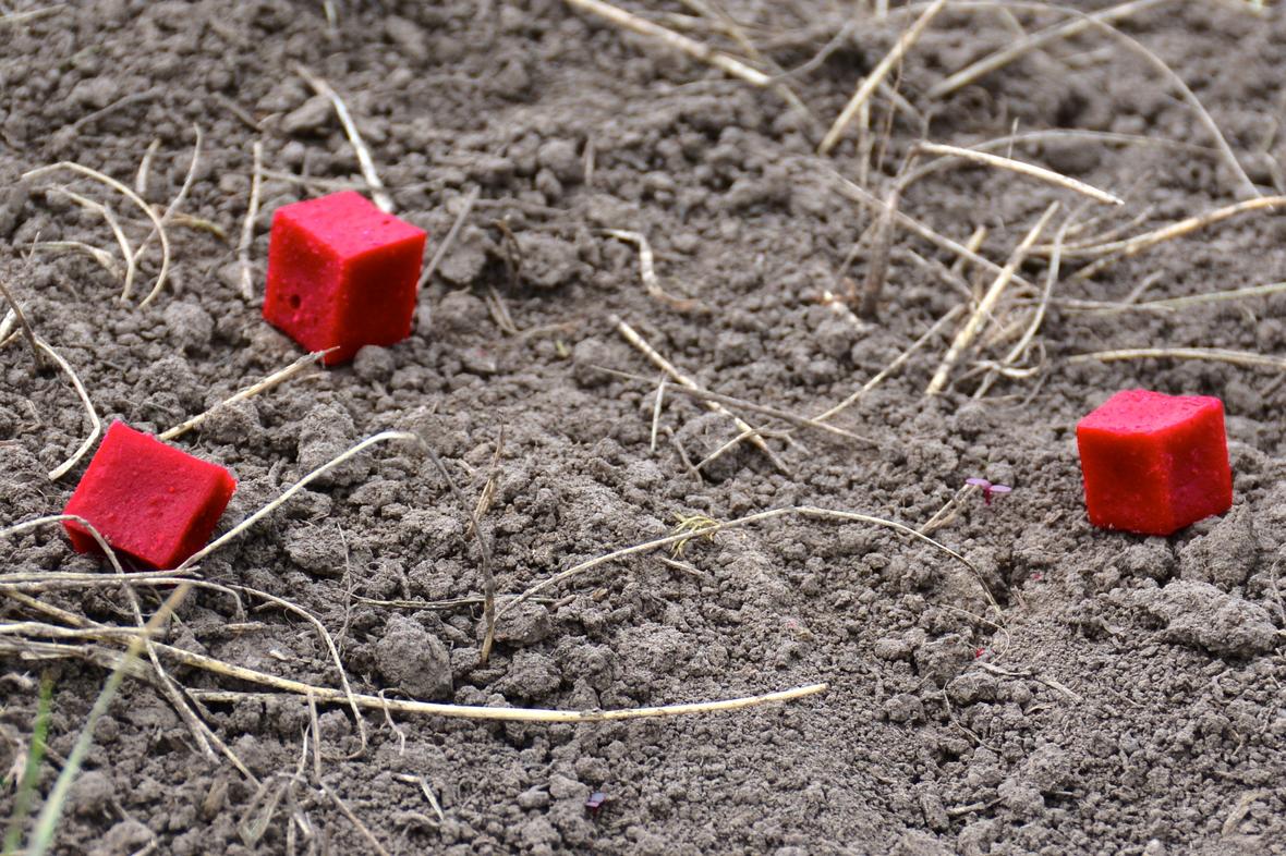 Sylvatic plague vaccine bait for prairie dogs used in US wildlife plague control