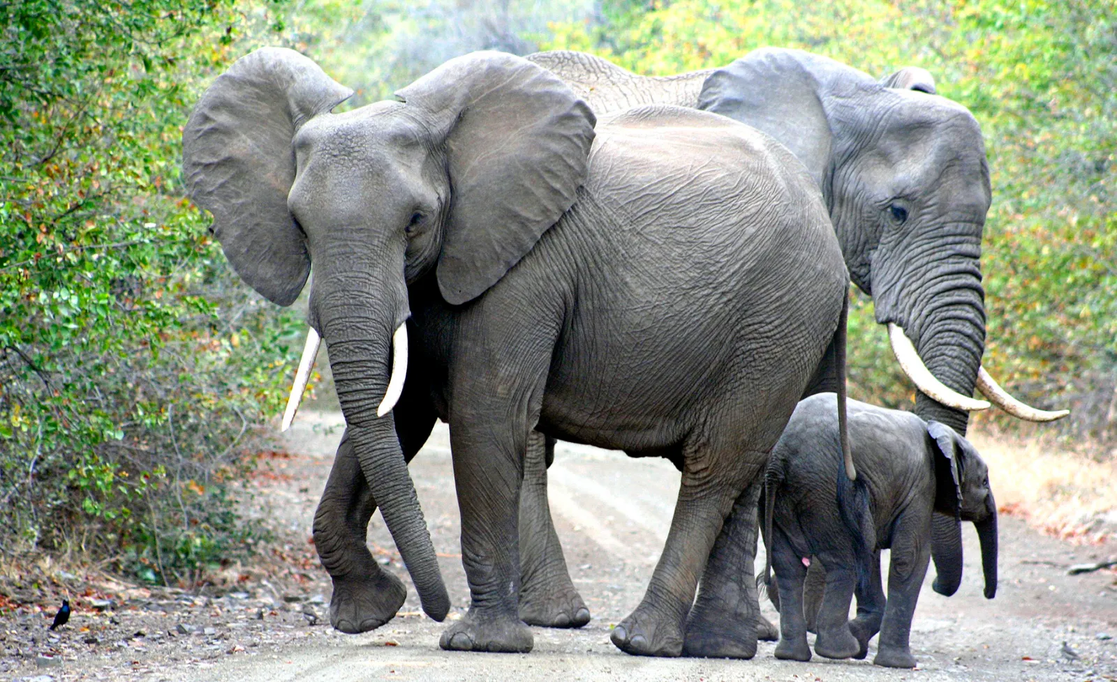 African elephants walking together across open terrain in Tanzania