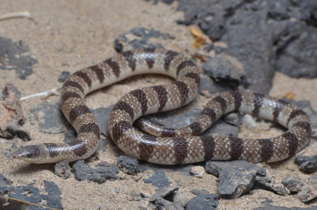 A brown banded egg-eating snake on rocky ground