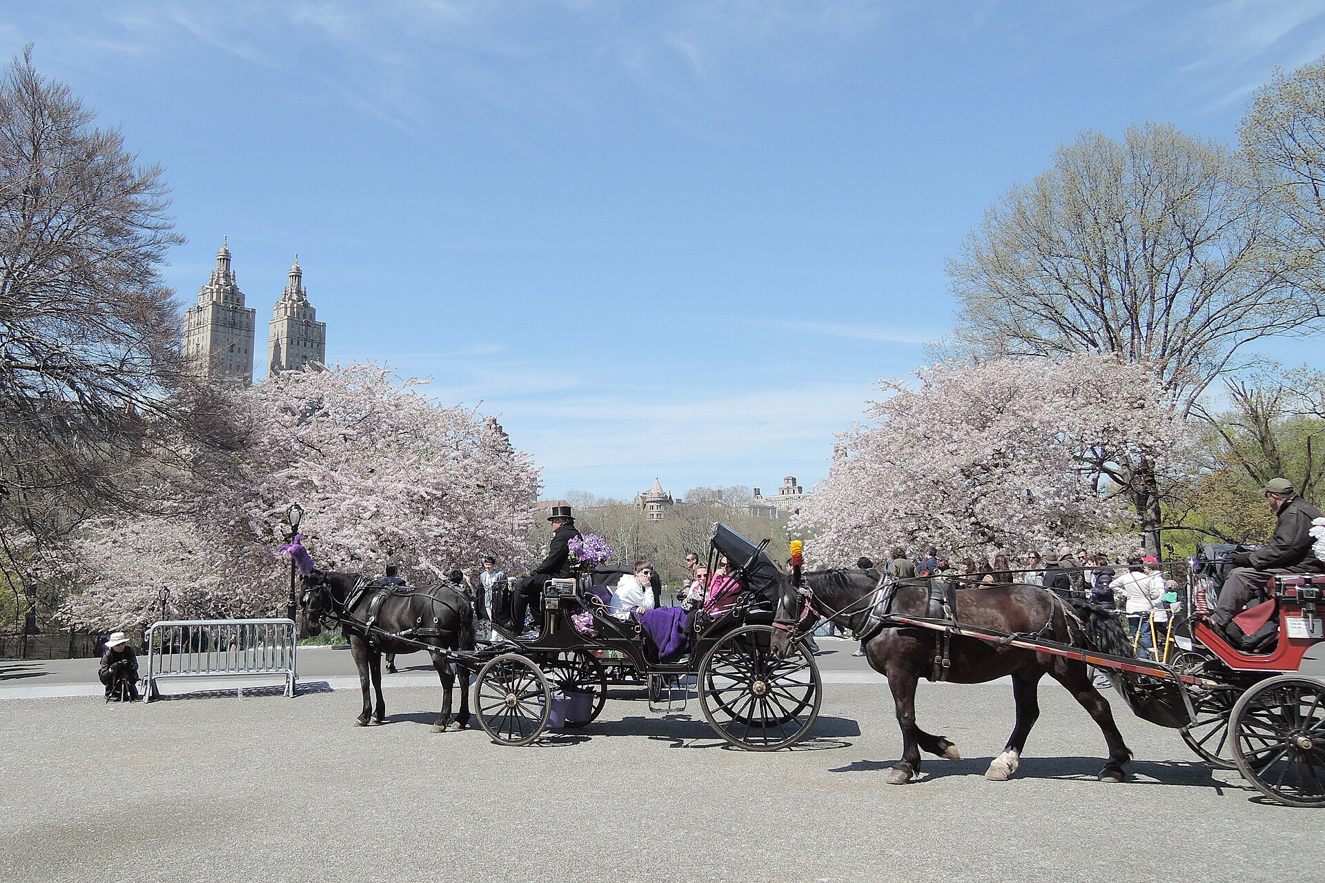 Horse-drawn carriages carrying tourists at Cherry Hill in Central Park — the NYC horse carriage ban ends the rides in June 2028