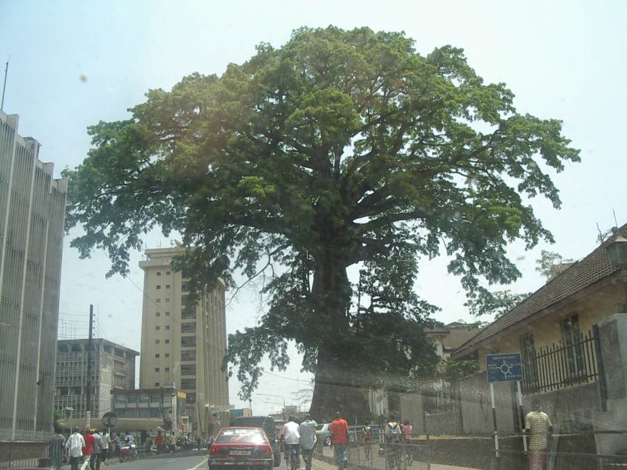The historic Cotton Tree in Freetown, a landmark of Sierra Leone's capital, now at the center of an EU aid dispute