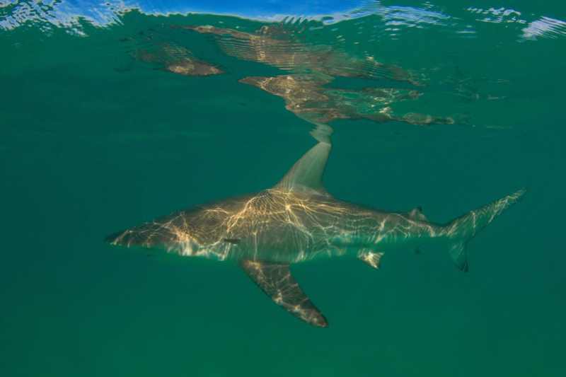 Bronze whaler shark gliding over a reef; warming seas are driving more shark sightings off South Korea