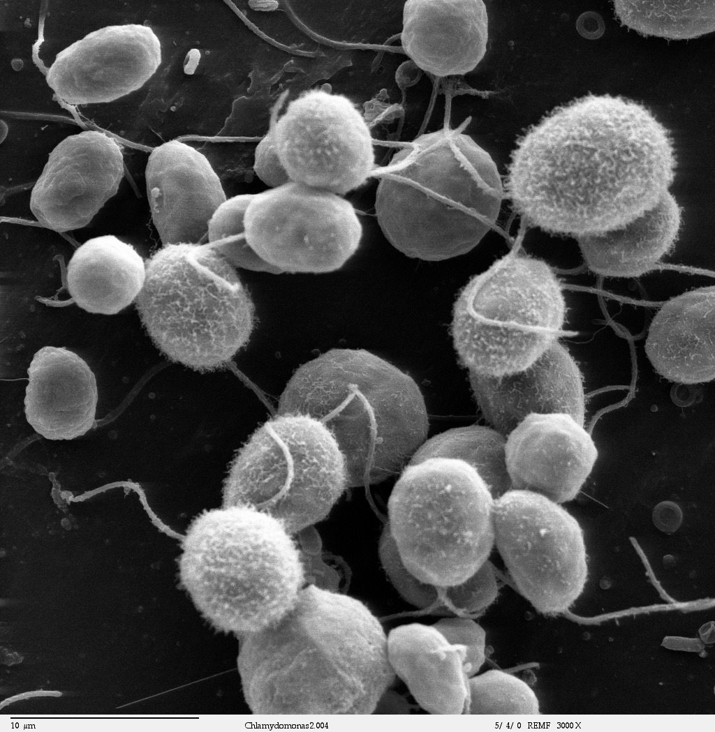 Chlamydomonas green algae whose light response led to channelrhodopsin light-gated ion channels