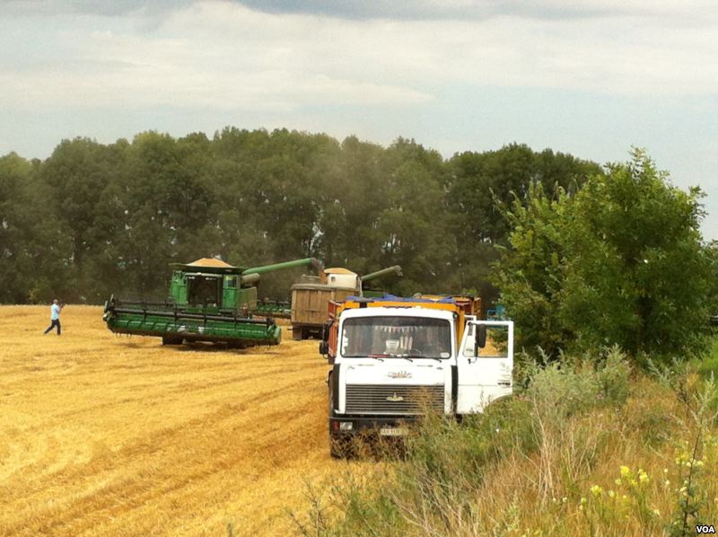Wheat harvest in Ukraine — file photo