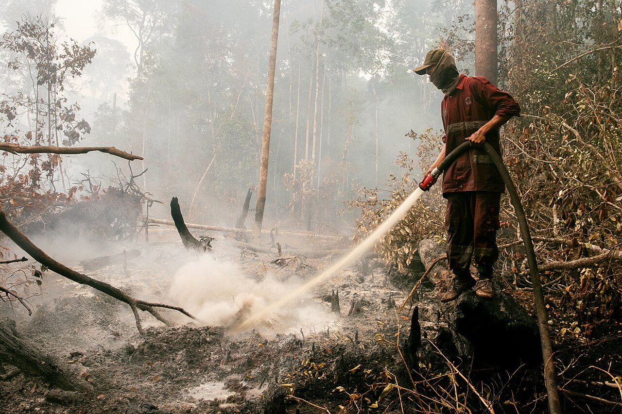 A firefighter hosing down smouldering peat at a forest fire in Kalimantan, Indonesia