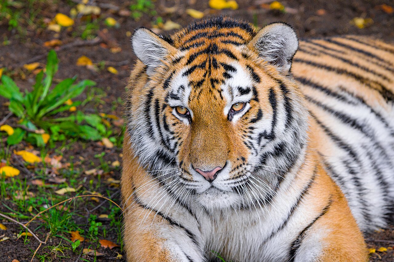 Close-up portrait of an Amur tiger, the endangered subspecies of Altai, the Yorkshire Wildlife Park tiger