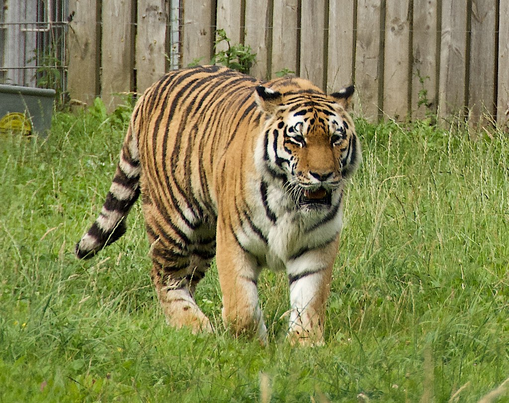 An Amur tiger walking through grass in its enclosure at Yorkshire Wildlife Park near Doncaster, photographed in 2021